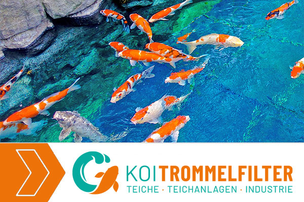 Koi Trommelfilter